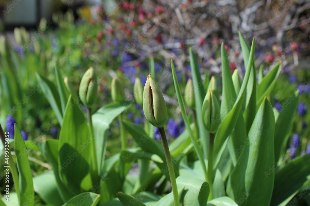 Row of red tulip flower buds ready to bloom in a spring garden Row of red tulip flower buds ready to bloom in a spring garden