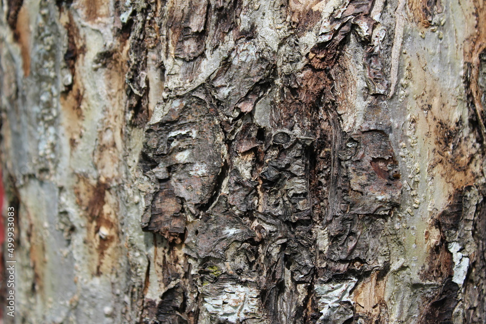 Close up view of Apple tree bark Close up view of Apple tree bark