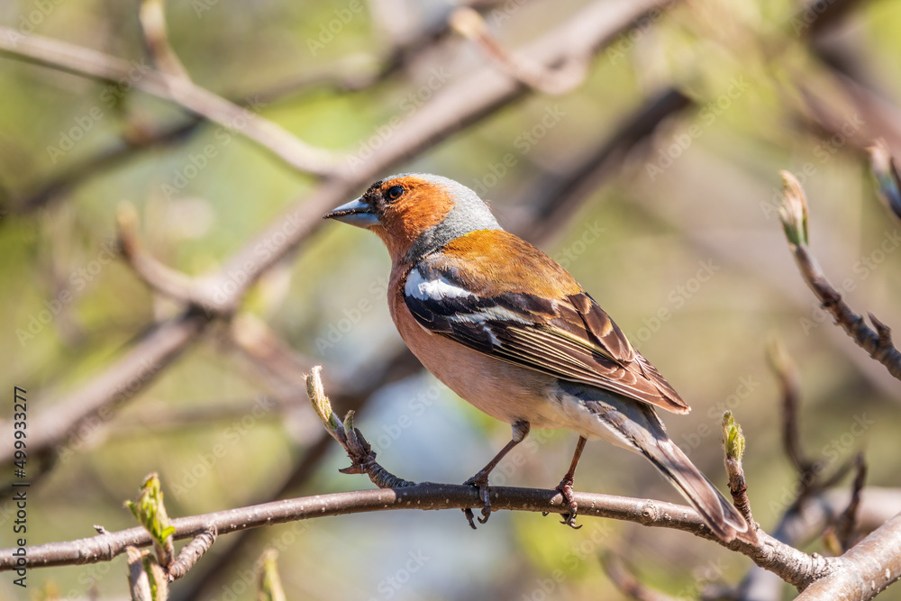 Common chaffinch, Fringilla coelebs, sits on a branch in spring on green background. Common chaffinch in wildlife. Common chaffinch, Fringilla coelebs, sits on a branch in spring on green background. Common chaffinch in wildlife.