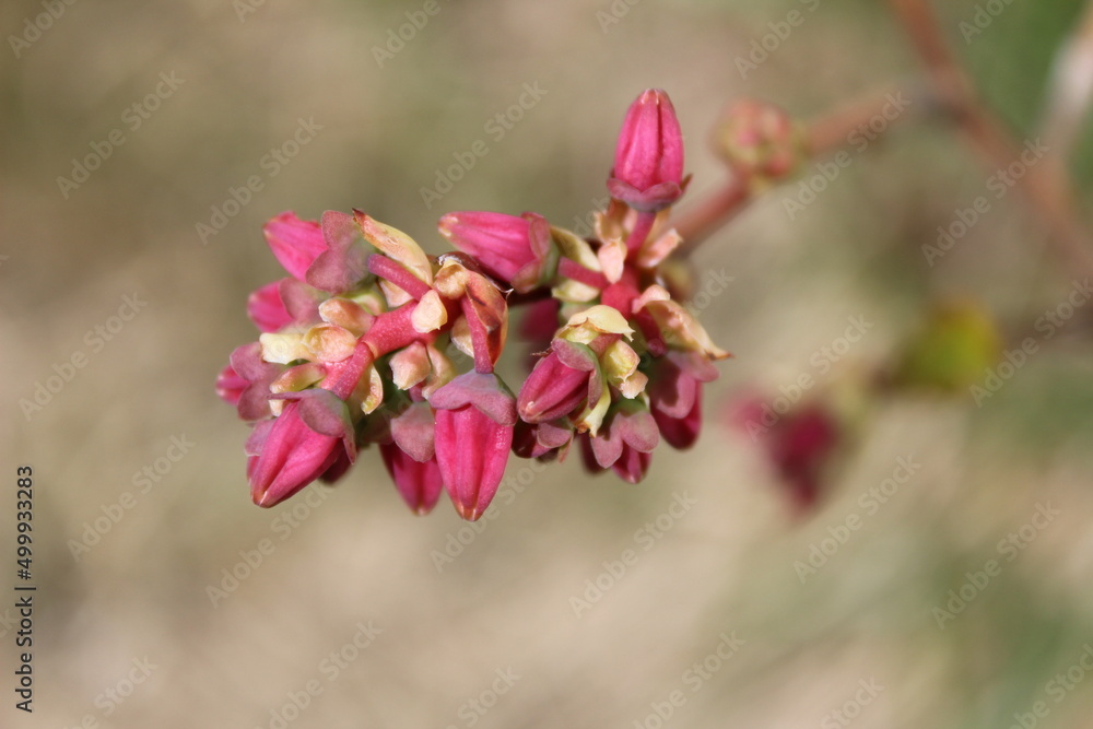 Obraz premium Blueberry's tiny reddish flower buds in spring