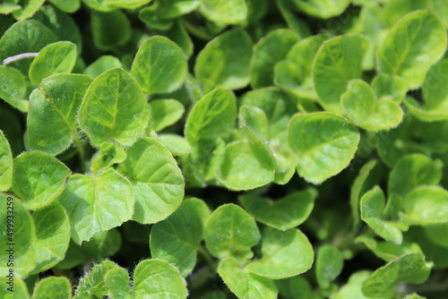 close up of fresh green oregano leaves 