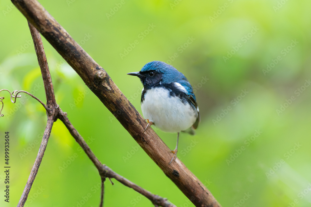 Black-throated Blue Warbler perched on a tree Black-throated Blue Warbler perched on a tree