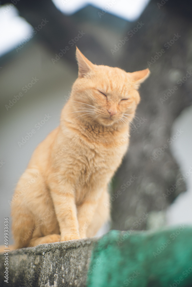 沖縄県宮古島の離島のネコ島 大神島に住みつくかわいい野良猫の写真