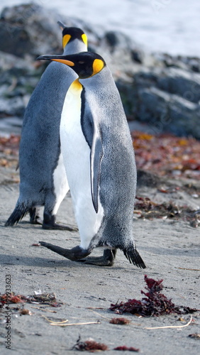 King penguins  Aptenodytes patagonicus  on the beach in Gold Harbor  South Georgia Islands