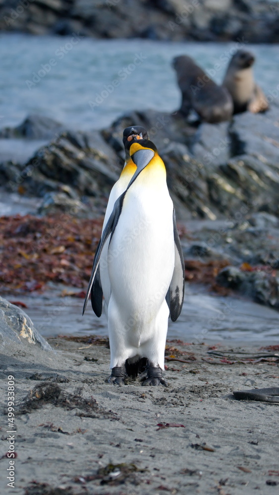 Obraz premium King penguins (Aptenodytes patagonicus) interacting on the beach in Gold Harbor, South Georgia Islands