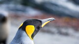 Close up of a King penguin (Aptenodytes patagonicus) in Gold Harbor, South Georgia Islands