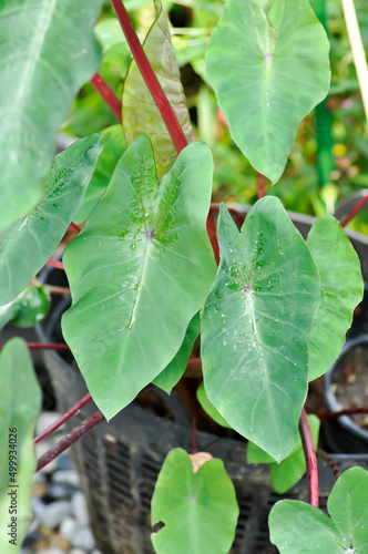 Colocasia esculenta hawaiian punch or hawaiian punch plant or  Colocasia esculenta or Araceae photo