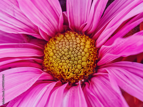 Close up of pink colored daisy