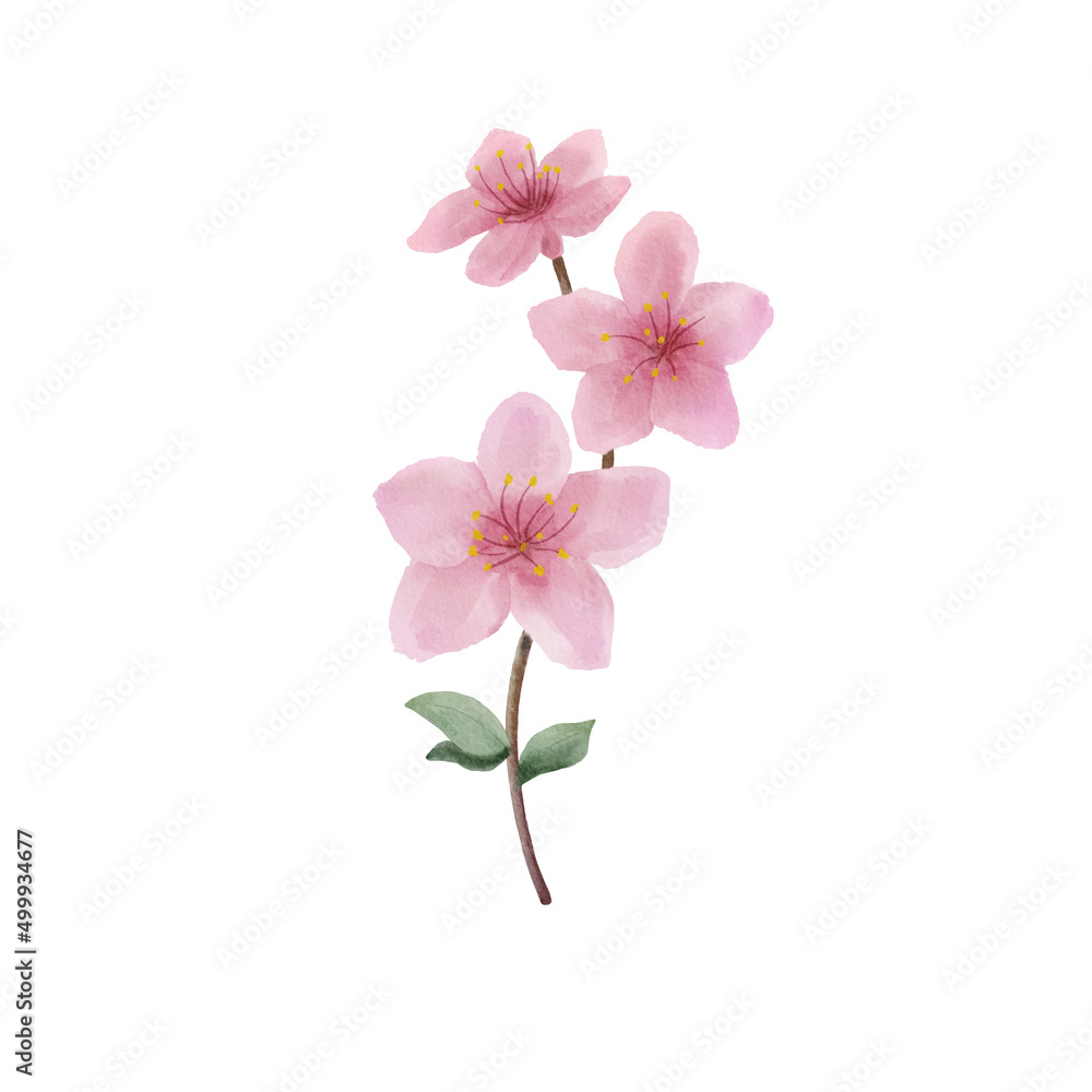 Branch of pink flower illustration. Watercolor painting plant isolated on white background. Floral drawing
