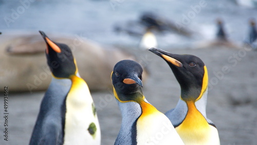 Close up of King penguins (Aptenodytes patagonicus) in Gold Harbor, South Georgia Islands