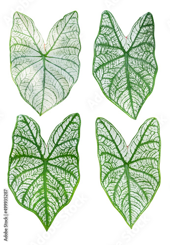 Isolated colorful caladium leaves on white background.