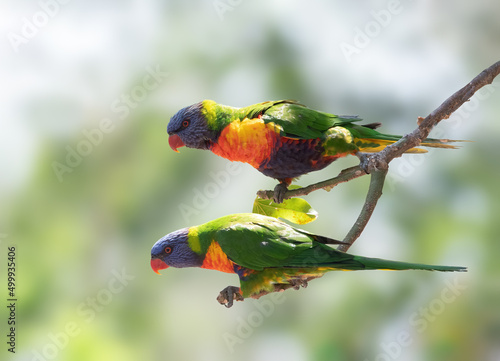 Rainbow Lorikeets perched on a tree in Australia