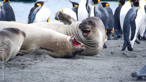 Southern elephant seals (Mirounga leonina) in front of king penguins (Aptenodytes patagonicus) on the beach at Gold Harbor, South Georgia Islands photo