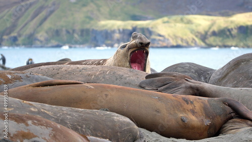 Southern elephant seal (Mirounga leonina) colony in Gold Harbor, South Georgia Islands