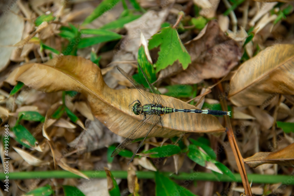 Obraz premium Seeing up close a dragonfly