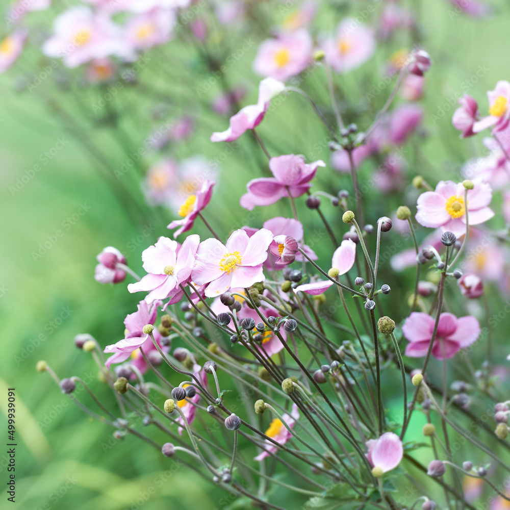 Nature background with spring flowers. Selective and soft focus. Nature background with spring flowers. Selective and soft focus.