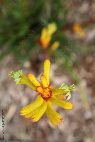 Beautiful red and yellow kangaroo paw native flowers in Queensland Australia