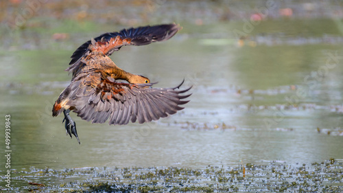 Lesser whistling duck landing on to the swamp. Photographed in Diyasaru Park, Thalawathugoda. photo