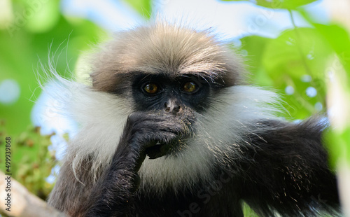 Western purple-faced langur (trachypithecus vetulus nestor) looking at the camera, close-up portrait photograph, lives in the wet zone in Colombo. endangered monkey endemic to Sri Lanka.