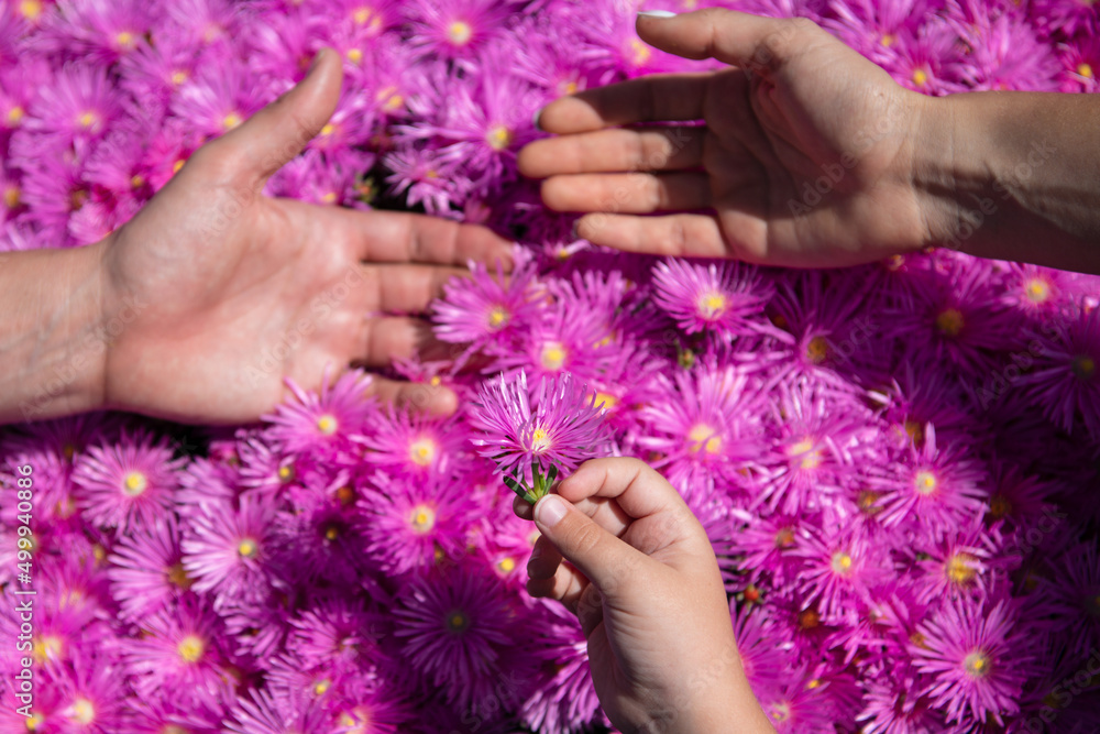 Parents and kid hands together at pink asters flowers. Top view. Family day. Concept of unity, support, protection and happiness. Family hands. Parents and kid hands together at pink asters flowers. Top view. Family day. Concept of unity, support, protection and happiness. Family hands.