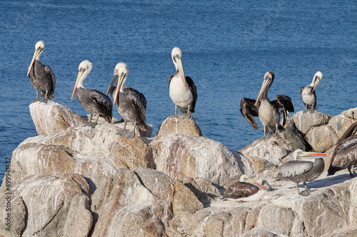 Group of pelicans sunbathing on rocks