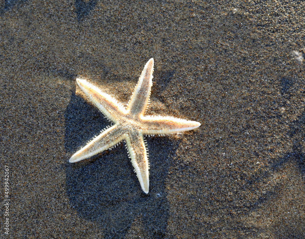white starfish on the beach by the sea white starfish on the beach by the sea