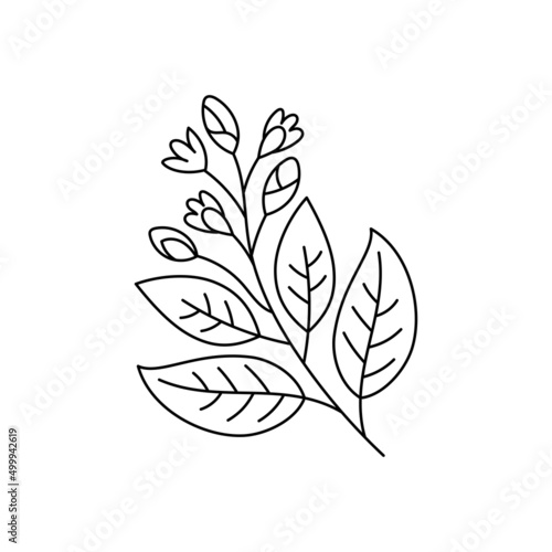 Santalum spices. Cooking ingredient. Line icon. Editable stroke size. Open paths. Vector sketch illustration.