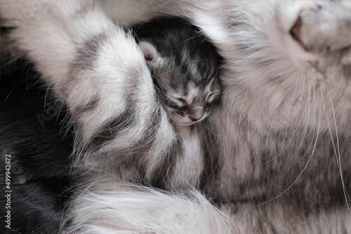 Beautiful newborn Maine Coon kittens with closed eyes. Cute pet blind kitten with mother.