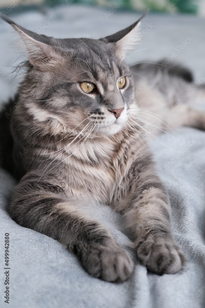 A beautiful Maine Coon cat lies in a blanket. Cute pet cat with long hair.. A beautiful Maine Coon cat lies in a blanket. Cute pet cat with long hair..