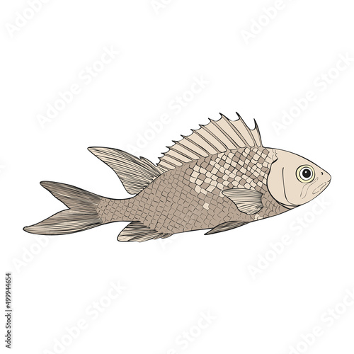 Hand drawn Reef Tropical Fishes. Sea and Ocean Animals Vector Clop art.