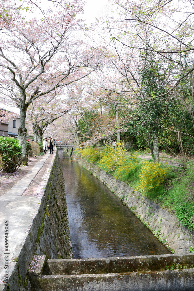 Philosopher's Path in spring season @kyoto,JAPAN / 春の京都，哲学の道
