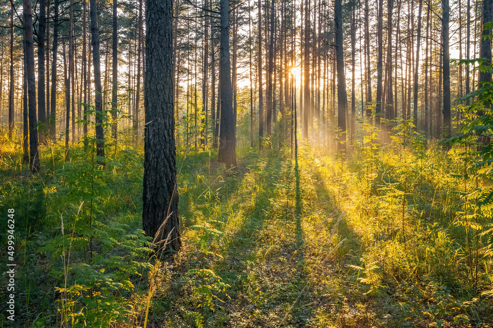 Obraz premium sunset in the forest