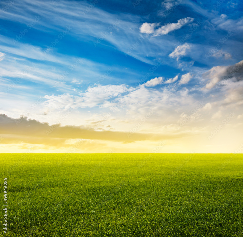 beautiful summer fields