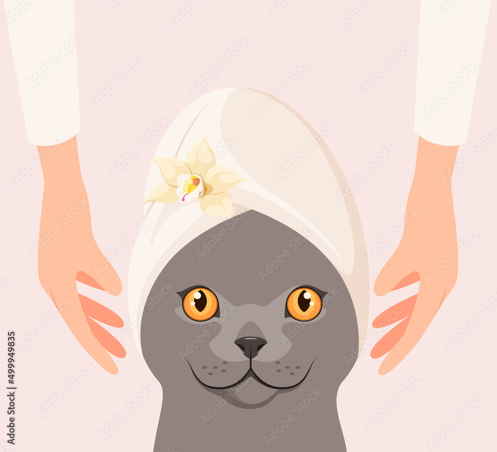 Obraz premium British cat on spa treatments. Cartoon design. 