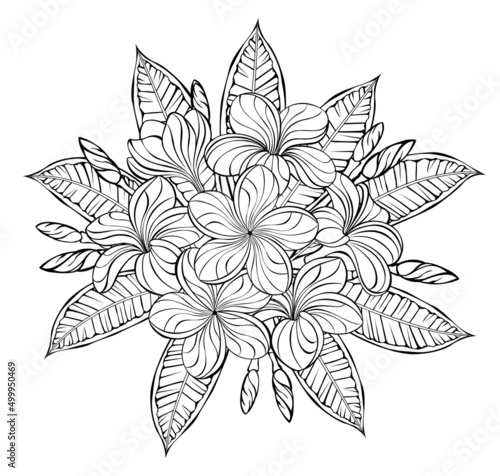 Outline blooming plumeria
