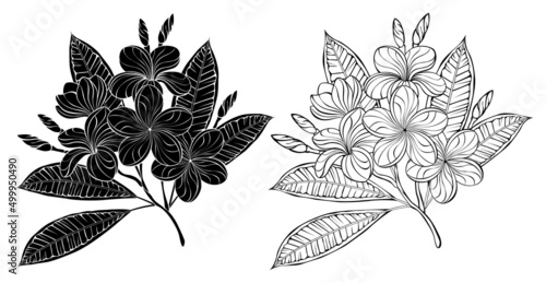 Plumeria outline branch