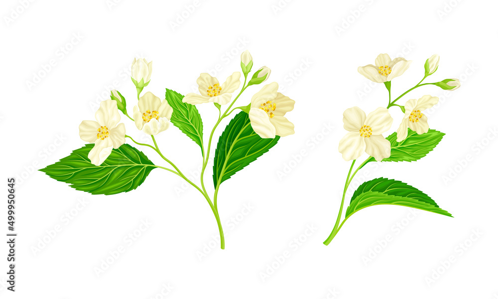 Naklejka premium White jasmine flowers set. Spring twigs with white flowers and leaves vector illustration