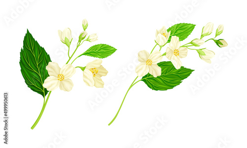 White jasmine flowers set. Spring branches with white flowers and green leaves vector illustration