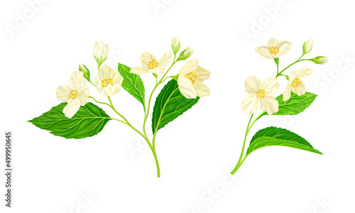 White jasmine flowers set. Spring twigs with white flowers and leaves vector illustration