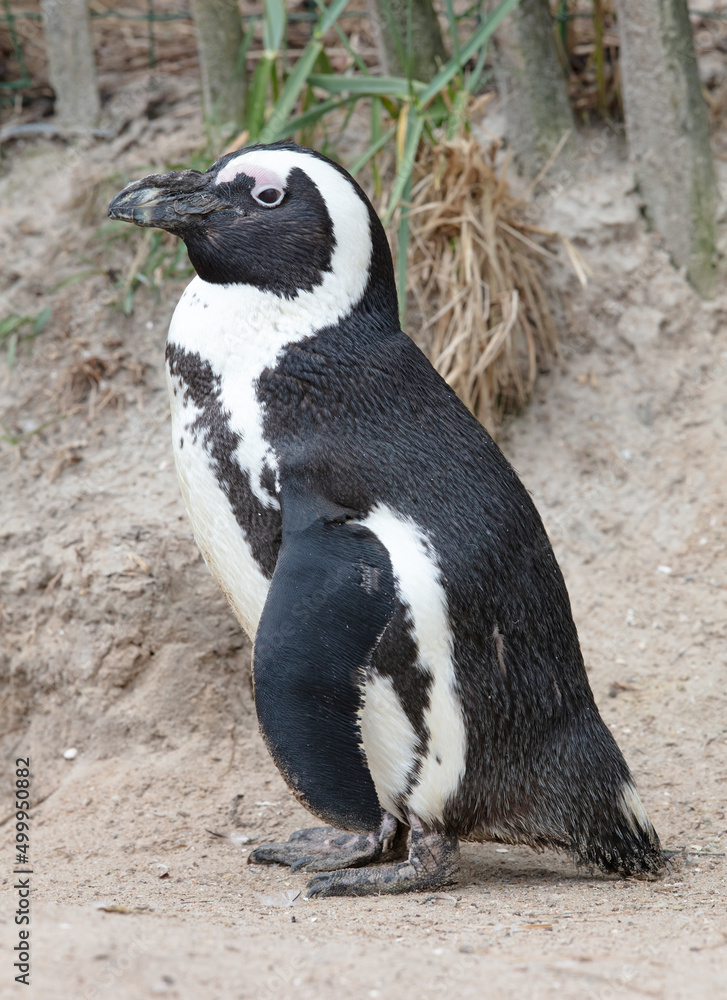 Fototapeta premium African Penguin resting on the sand