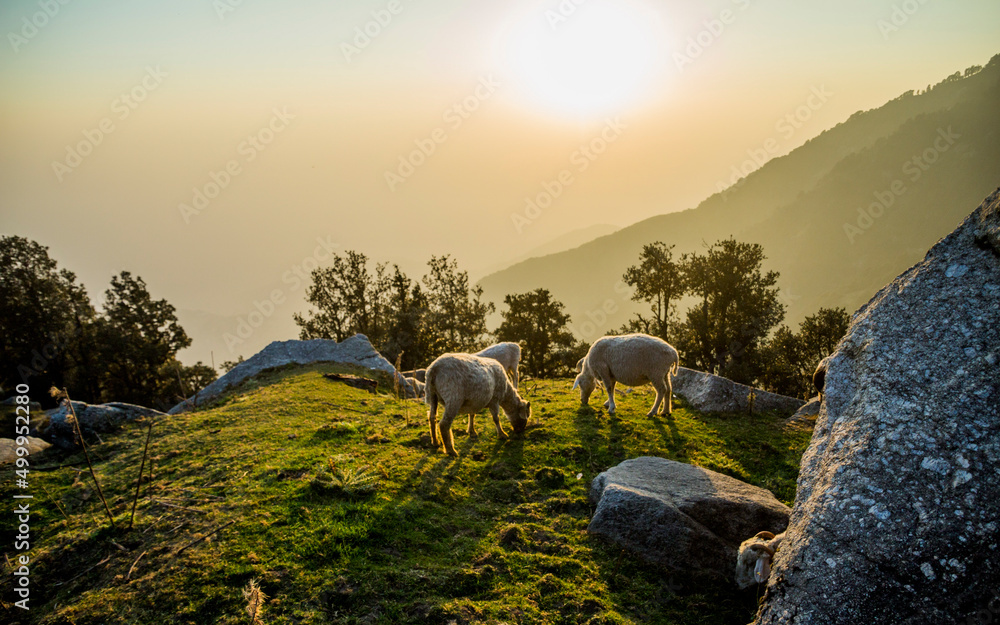 Fototapeta premium Camping at Triund in Dharamshala 