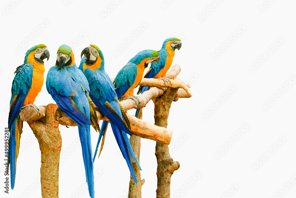 Obraz premium Photo of a flock of parrots on a white background.