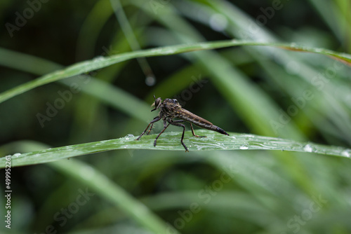 dragonfly on a leaf © harto