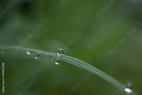 dew on grass