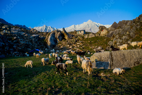 Camping at Triund in Dharamshala	
 photo