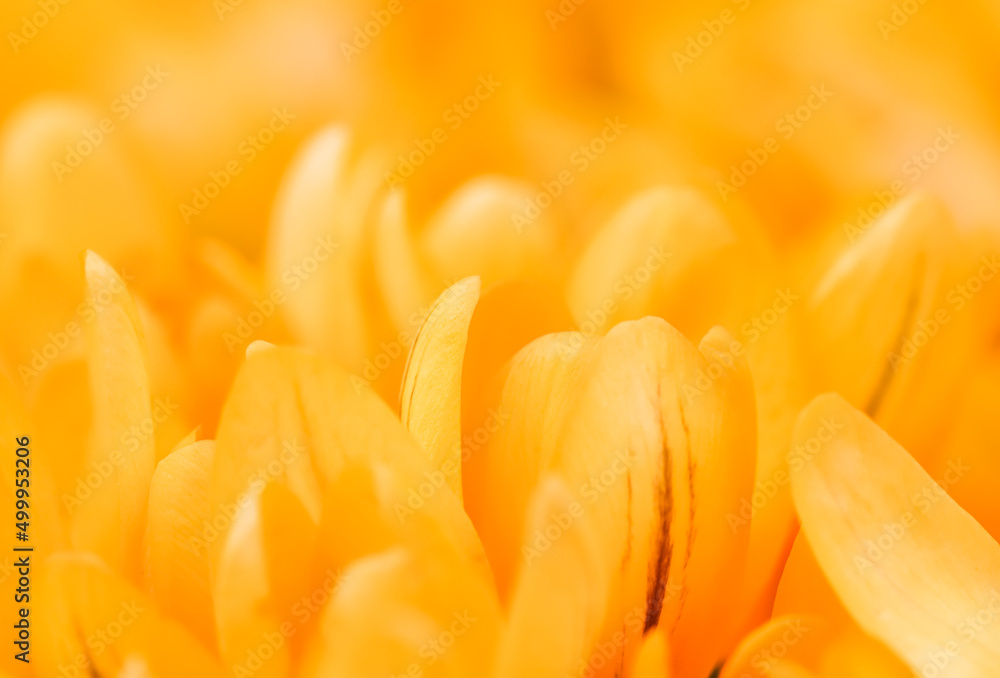 Yellow crocus flowers. Macro floral background for holiday design Yellow crocus flowers. Macro floral background for holiday design