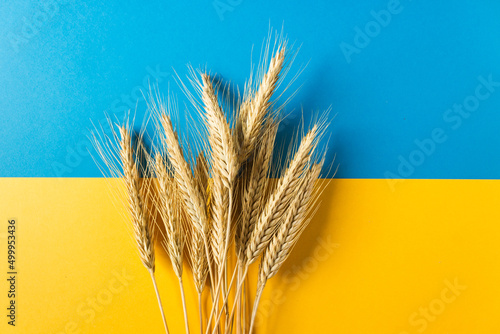 Ears of wheat on the national flag of independence Ukraine. Freedom blue and energizing yellow colors.