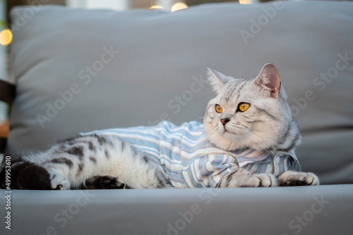 Close-up cat, Beautiful kitten or cat Scottish chill on sofa, cat wearing shirt