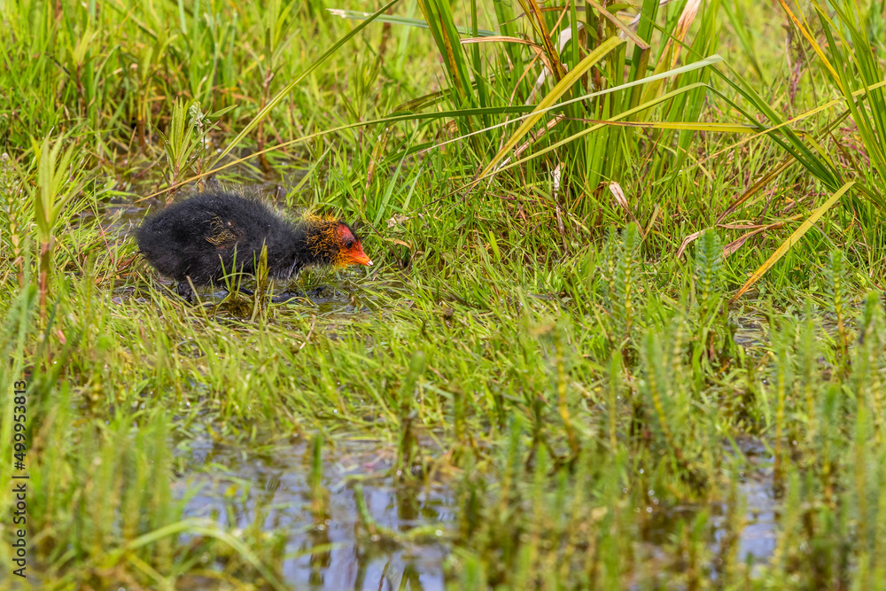 Fototapeta premium Newborn chicken Coot in the water edge