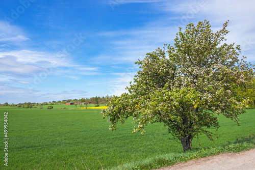 Flowering fruit tree in a rural landscape view